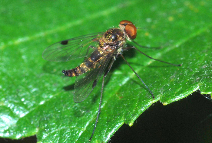 Rhagionidae, Chrysopilus cf. asiliformis.